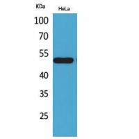 LXRα Polyclonal Antibody