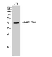 Lunatic Fringe Polyclonal Antibody