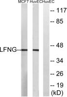 Lunatic Fringe Polyclonal Antibody