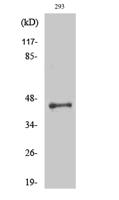 LUC7L2 Polyclonal Antibody