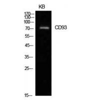 CD93 Polyclonal Antibody