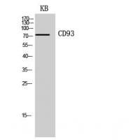 CD93 Polyclonal Antibody