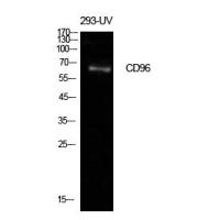 CD96 Polyclonal Antibody