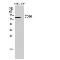 CD96 Polyclonal Antibody