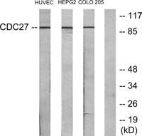 Cdc27 Polyclonal Antibody