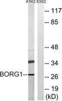 Cdc42EP2 Polyclonal Antibody