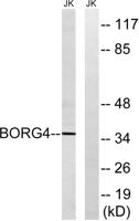 Cdc42EP4 Polyclonal Antibody