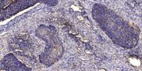 Cdc42EP4 Polyclonal Antibody