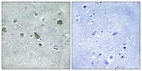 Cdc42EP5 Polyclonal Antibody