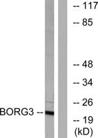 Cdc42EP5 Polyclonal Antibody