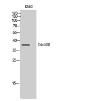 Cdc50B Polyclonal Antibody