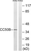 Cdc50B Polyclonal Antibody