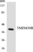 Cdc50B Polyclonal Antibody