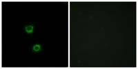 Cdc50C Polyclonal Antibody