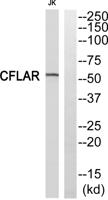 Cdc5L Polyclonal Antibody