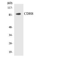 Cdc5L Polyclonal Antibody