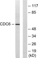 Cdc6 Polyclonal Antibody