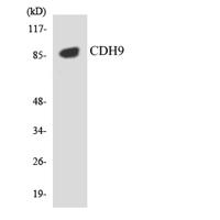 Cdc6 Polyclonal Antibody