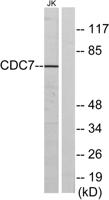 Cdc7 Polyclonal Antibody