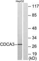 CdcA3 Polyclonal Antibody