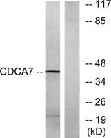 CdcA7 Polyclonal Antibody