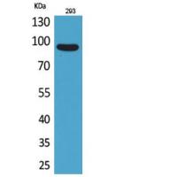 CDCP1 Polyclonal Antibody