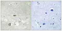 CDHF10 Polyclonal Antibody