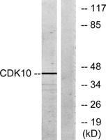 Cdk10 Polyclonal Antibody