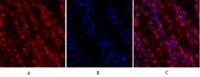 Cdk2 Polyclonal Antibody