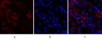 Cdk4 Polyclonal Antibody