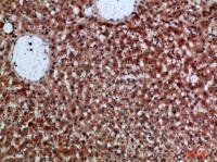 CDNF Polyclonal Antibody