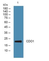 CDO1 Polyclonal Antibody