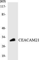 CEACAM21 Polyclonal Antibody