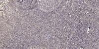 CEL Polyclonal Antibody
