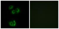 CELSR3 Polyclonal Antibody