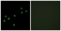 CENP-A Polyclonal Antibody