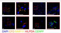 CENPF Polyclonal Antibody