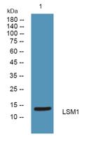 LSM1 Polyclonal Antibody