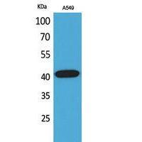 L-Selectin Polyclonal Antibody