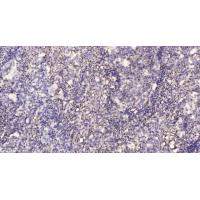 L-Selectin Polyclonal Antibody