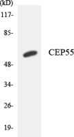 CEP55 Polyclonal Antibody