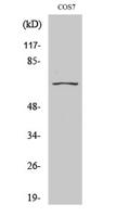 CEP70 Polyclonal Antibody