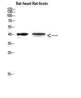 Cerberus Polyclonal Antibody