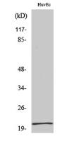 Cerebellin 1 Polyclonal Antibody