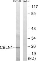 Cerebellin 1 Polyclonal Antibody