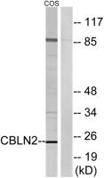 Cerebellin 2 Polyclonal Antibody