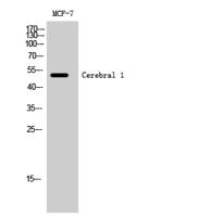 Cerebral 1 Polyclonal Antibody