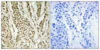 Cerebral 1 Polyclonal Antibody