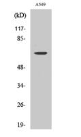 CERKL Polyclonal Antibody