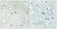Golgin 45 Polyclonal Antibody